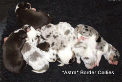 Black and white female, Medium coated border collie puppy
